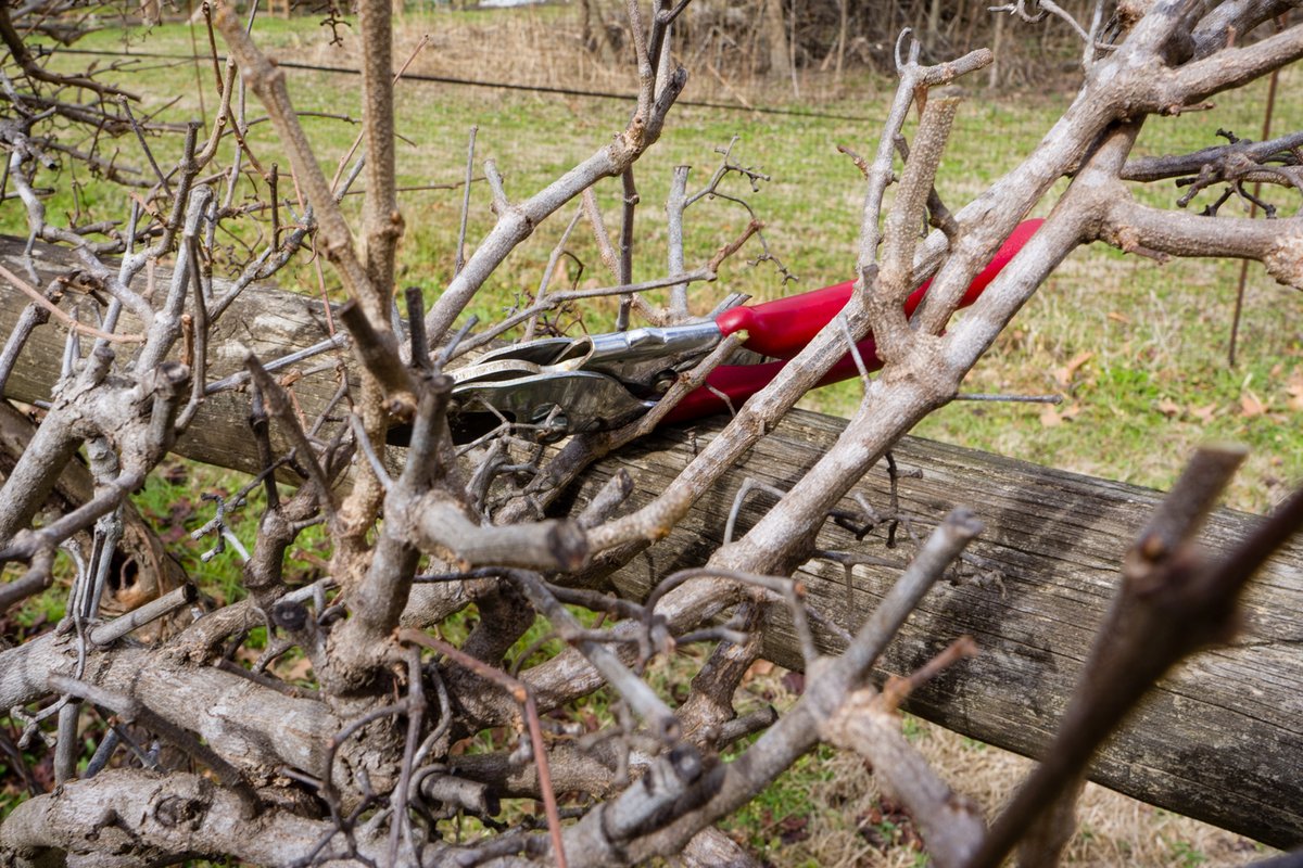 Pruning shears resting among trimmed grapevines, representing the discipline of cutting product scope
